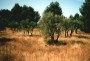 landschaft14 * Olivenb�ume bei Les Baux * 1494 x 1026 * (233KB)