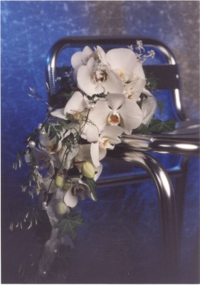 Zum Bild in Originalgr��e hier klicken...