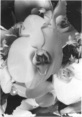 Zum Bild in Originalgr��e hier klicken...