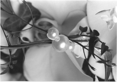 Zum Bild in Originalgr��e hier klicken...